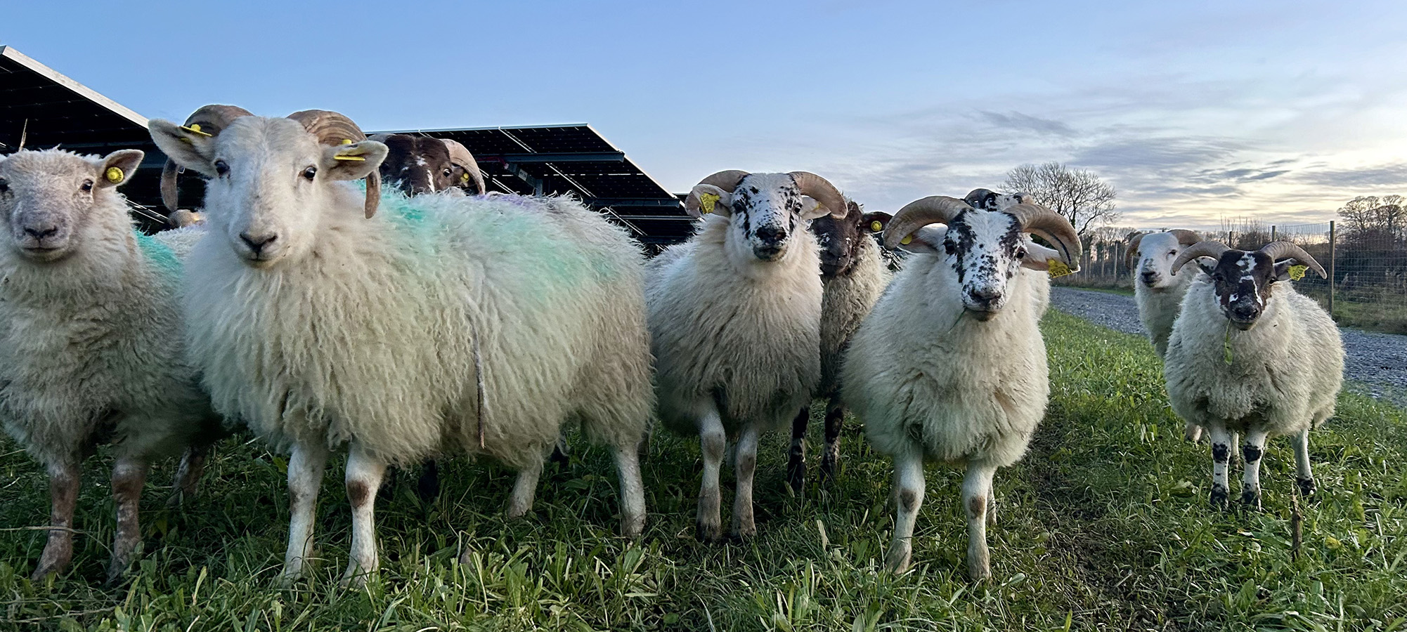 Home page sheep in solar